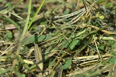 Aiolopus thalassinus tamulus