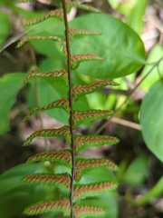 Asplenium platyneuron