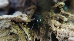 Nemastoma bimaculatum