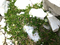 Caryophyllaceae