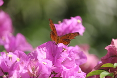 Junonia hedonia