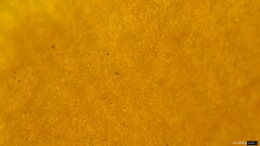 Callistosporium luteo-olivaceum