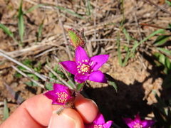 Aizoon paniculatum