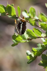 Adelpha californica