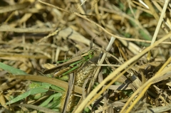 Aiolopus thalassinus tamulus