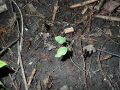 Geoglossum umbratile