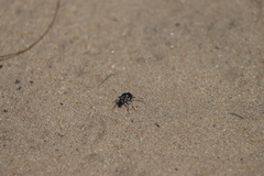 Cicindela scutellaris