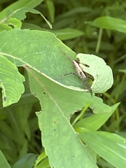 Pisaurina mira