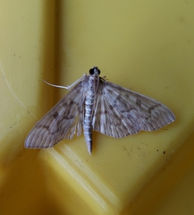 Herpetogramma