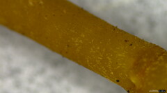 Callistosporium luteo-olivaceum