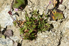 Epilobium anagallidifolium