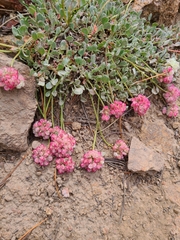 Eriogonum ovalifolium