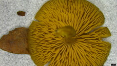 Callistosporium luteo-olivaceum