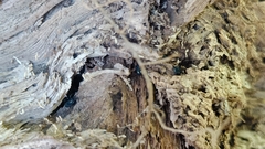 Nemastoma bimaculatum