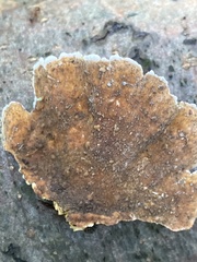 Stereum subtomentosum