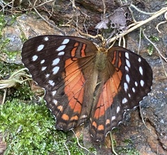 Anartia amathea