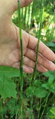 Equisetum
