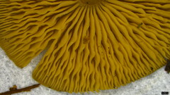 Callistosporium luteo-olivaceum