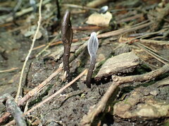 Geoglossum umbratile