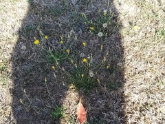 Scorzoneroides autumnalis