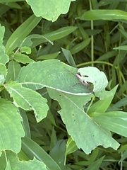 Pisaurina mira