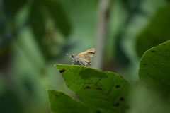 Polites themistocles