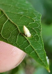 Celticecis aciculata