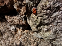 Pyrrhocoris apterus