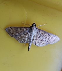 Herpetogramma pertextalis