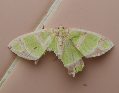 Agathia lycaenaria