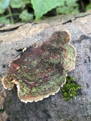 Stereum subtomentosum