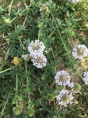 Glandularia tenera