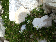 Caryophyllaceae