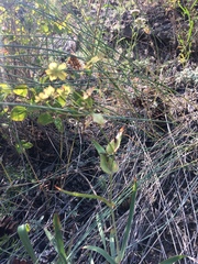 Bupleurum multinerve