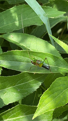 Conocephalus nigropleurum