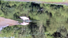 Larus argentatus