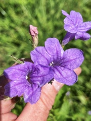 Ruellia nudiflora runyonii