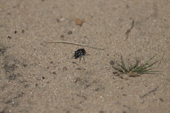 Cicindela scutellaris