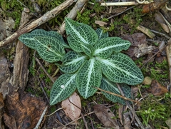 Goodyera pubescens