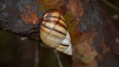 Orthalicus floridensis