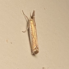 Crambus