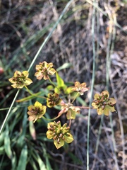 Bupleurum multinerve