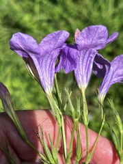 Ruellia nudiflora runyonii
