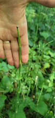 Equisetum