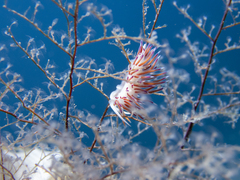 Eudendrium racemosum