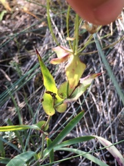 Bupleurum multinerve