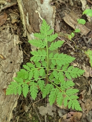 Botrypus virginianus