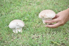 Calvatia boninensis