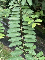 Bridelia tomentosa