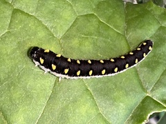 Tenthredo mandibularis